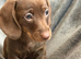 Miniature dachshund