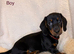 Beautiful Dachshund Puppies for sale