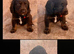 Cocker spaniel puppies