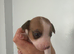 Jack Russell puppy