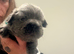4 stunning French bulldogs puppies