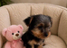 Yorkshire terrier pups