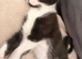 4 kittens