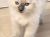 Gorgeous Pure Ragdoll Kittens .... READY TO LEAVE NOW !