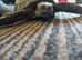 Horsfield Male Tortoise