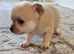 chihuahuas ready to leave 2 weeks.