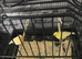 Canaries