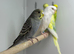 Baby budgies