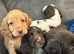 Cocker spaniel puppies 2 boys left