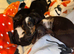 5 dachshund puppies for sale