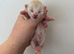 Cream Maine coon male