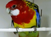 Young beautiful female Rosella now available for a new home