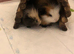 2 silly tame male swiss Guinea pigs
