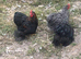 Pekin bantam hens or chicks