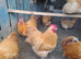 Buff orpington hatching eggs....