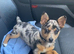 Jack Russells