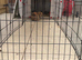 2 rabbits to rehome
