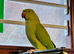 Stunning young Indian ringnick parrot