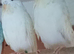 Budgies