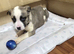 Cute pups for sale