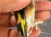 BBC rungs goldfinch hens available