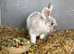Violet 4 month old mini lop