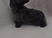 Beautiful mini lop babies