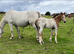 "Stunning Appaloosa x Cob " Blanket Spot Colt Youngstock / Foal