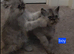 Beautiful Silver Persians. 1 boy 2 girls left
