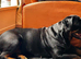 Very sweet multi champ. pedigree Rottweiler female needs home