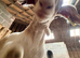 Boer x Toggenburg pet goat