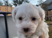 Bichon