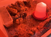 Jumbo quail chicks
