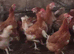 Hens