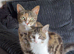 Gorgeous female kitten
