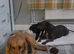 3 full labrador puppies
