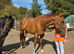 16.3 Chestnut Thoroughbred Mare