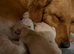 EXCEPTIONALLY BRED GOLDEN RETRIEVERS