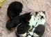 Pure breed bsh babies