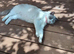 Bi colour Ragdoll female.