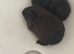2 male baby Guinea pigs