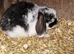 Mini lops