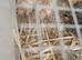 2 week old quails 7 female 3 male