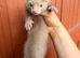 Angora ferrets