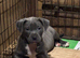 Beautiful Bundle of Staffy Boys