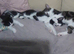 Kittens for sale