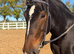 16.2 13year old riding school cob