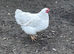 White Wyandotte