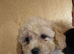 Poochoon pups