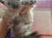 Adorable kittens